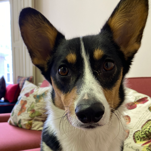 On July 4th, 2020, Liberty Belle Delp found her fur-ever home at Olivia’s House, even though she gets to sleep full-time at K.C.’s house! Libby, as she is affectionately nicknamed, is a Pembroke Welsh Corgi. This perfect girl is sweet and acts like a princess… we now understand why the Queen of England has Corgis! Libby is the youngest Olivia’s House employee and is very treat-motivated (most of the time). She enjoys interacting with the staff, but she especially loves the attention she receives from Leslie AND Hazel. Libby is a great addition to the team and brings joy and love to the grieving families who walk through our doors, and most importantly to the staff who often find themselves in need of some vicarious trauma support. 